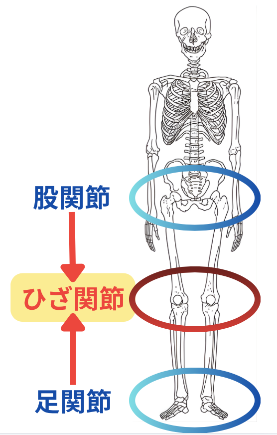 膝関節が痛むようになる原因。股関節と、足関節の弱さを補うために膝関節に負担がかかるから。